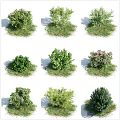 Different Types Of Garden Shrubs With Green Foliage And Flowering Varieties For Outdoor Landscaping