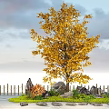 Ginkgo Tree With Yellow Leaves Surrounded By Rocks Small Plants Bamboo Fence And Sandy Ground