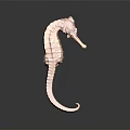 Detailed Seahorse 3D Model With Curled Tail Isolated On Dark Background