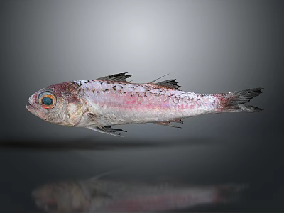 Whole Fresh Fish With Pink White Body Black Spots Blue Eyes Shiny Surface 3d model