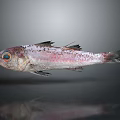 Whole Fresh Fish With Pink White Body Black Spots Blue Eyes Shiny Surface