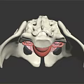 Medical Device Pelvic Anatomical Model With Detailed Internal Structure 3d model