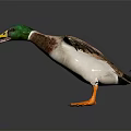 Realistic Duck With Green Head Brown Body Orange Webbed Feet And Spread Wings