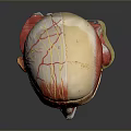 head structure head planer face human head planer face human brain planer face head structure brain structure human head structure 3d model
