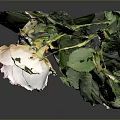 Beautiful Pink Rose Plant With Fresh Green Leaves On Gray Background Reflection