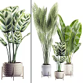 Bonsai Potted Plants With Various Leaf Shapes In Decorative Ceramic Pots For Indoor Decor
