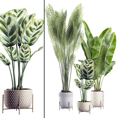 Bonsai Potted Plants With Various Leaf Shapes In Decorative Ceramic Pots For Indoor Decor 3d model