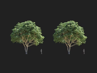 Two Large Arbor Trees With Lush Green Foliage Next To Human Silhouettes For Size Reference 3d model