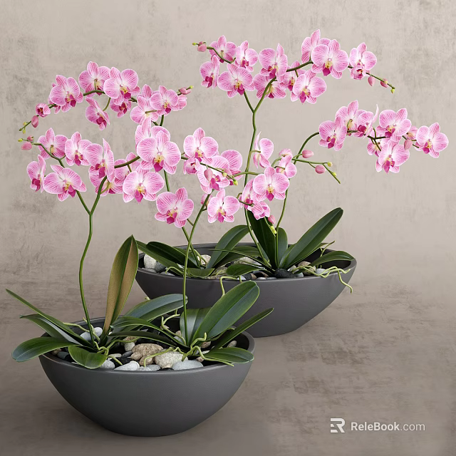 Beautiful Pink Orchid Potted Plants In Gray Pots With Green Leaves And Small Stones 3d model 