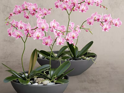 Beautiful Pink Orchid Potted Plants In Gray Pots With Green Leaves And Small Stones 3d model