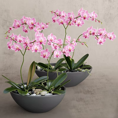 Beautiful Pink Orchid Potted Plants In Gray Pots With Green Leaves And Small Stones 3d model