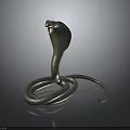 Hooded Cobra Coiled With Shiny Scales On Dark Reflective Background