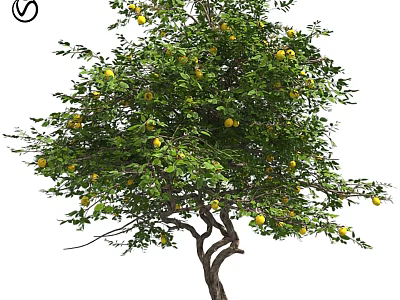 Natural Style Decorative Ornament Set With Lemon Tree Green Leaves And Yellow Fruits 3d model