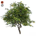 Natural Style Decorative Ornament Set With Lemon Tree Green Leaves And Yellow Fruits