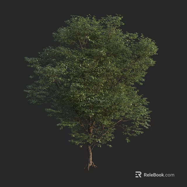 Tall Arbor With Lush Green Foliage And Sturdy Trunk In Isolated View 3d model 