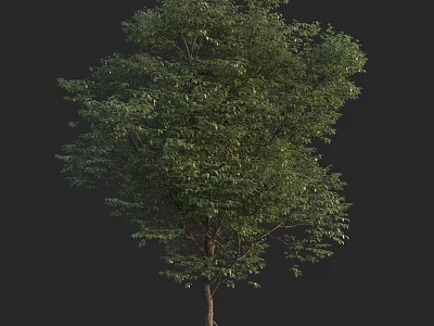 Tall Arbor With Lush Green Foliage And Sturdy Trunk In Isolated View 3d model