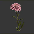 Pink Carnation Flower With Ruffled Petals And Green Stem Leaves
