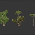 Various Green Trees With Different Shapes Including Weeping Willow And Pine On White Background