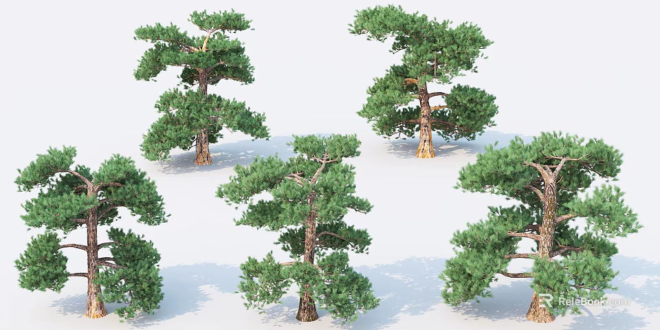 Multiple Pine Trees With Green Foliage And Brown Trunks In Natural Scene 3d model 