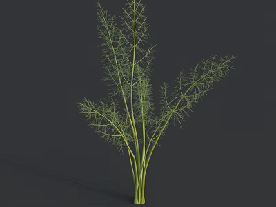Fresh Fennel Vegetable With Green Leafy Stems And Culinary Uses 3d model
