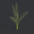 Fresh Fennel Vegetable With Green Leafy Stems And Culinary Uses
