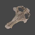 University of Wyoming Prehistoric Fossil Skull With Detailed Bone Structure