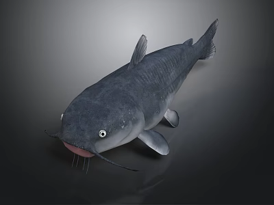 Realistic Gray Catfish With Whiskers Fins And White Eyes On Dark Background 3d model