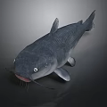 Realistic Gray Catfish With Whiskers Fins And White Eyes On Dark Background
