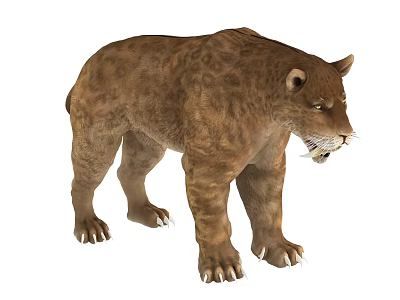 Saber toothed Tiger With Brown Spotted Fur Muscular Build And Sharp Teeth 3d model