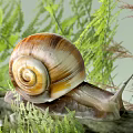 Hanging Basket Plants With Snail On Branch And Green Fern Foliage