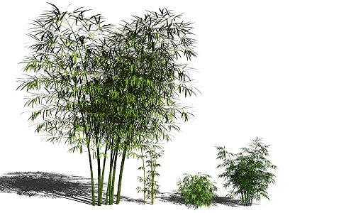 Modern bamboo 3d model