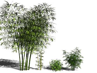 Modern bamboo 3d model