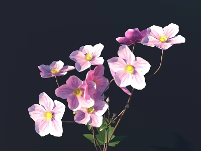 Beautiful Pink And White Clematis Flowers With Green Leaves Against Dark Background 3d model