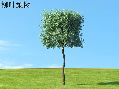 Healthy Willow Leaf Pear Shrub Growing on Green Grass Under Blue Sky Landscape 3d model