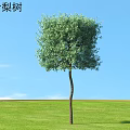 Healthy Willow Leaf Pear Shrub Growing on Green Grass Under Blue Sky Landscape