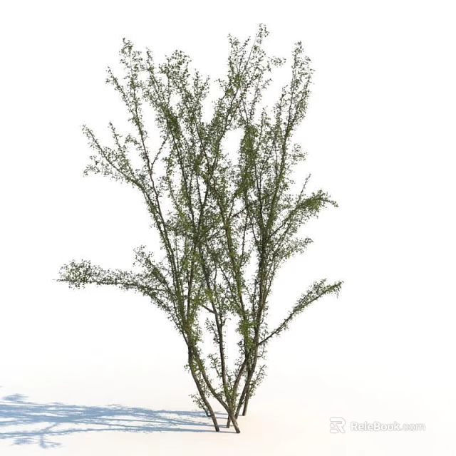Shrub with Lush Green Foliage and Slender Branches Ideal for Garden Landscaping 3d model 