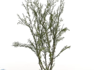 Shrub with Lush Green Foliage and Slender Branches Ideal for Garden Landscaping 3d model