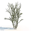 Shrub with Lush Green Foliage and Slender Branches Ideal for Garden Landscaping