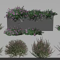 Various Types Of Shrubs With Purple Flowers And Green Leaves For Garden