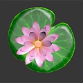 Pink Water Lily With Green Lily Pad On Water Surface And Reflection