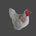Game Movie Character White Chicken With Red Comb And Green Background