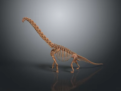Long Neck Dinosaur Skeleton Standing With Gray Background And Floor Reflection 3d model