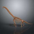 Long Neck Dinosaur Skeleton Standing With Gray Background And Floor Reflection 3d model
