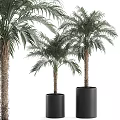 Two Potted Palm Trees in Black Cylindrical Pots for Indoor Decoration