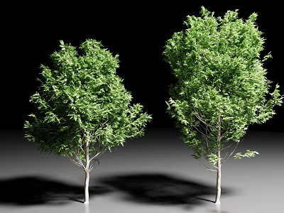 Two Green Arbor Trees With Lush Foliage And Light Colored Trunks 3d model
