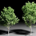Two Green Arbor Trees With Lush Foliage And Light Colored Trunks