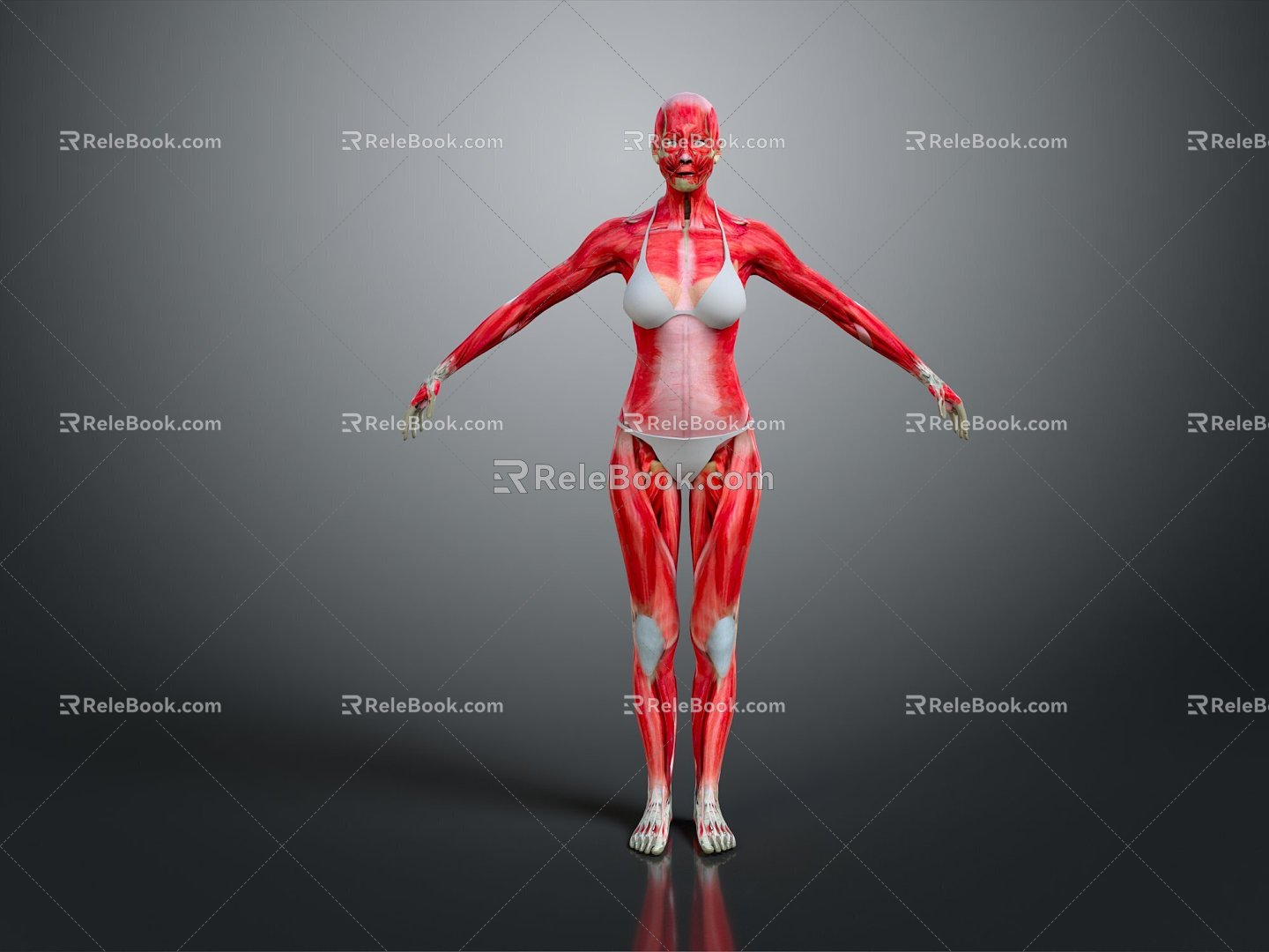 Modern Muscle Human Muscle 3d model