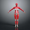 Full Body Human Muscle Anatomical Model as Medical Education Tool with Detailed Structure