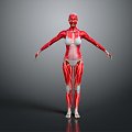 Modern Muscle Human Muscle 3d model