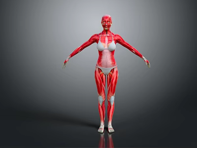 Full Body Human Muscle Anatomical Model as Medical Education Tool with Detailed Structure 3d model